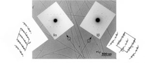 Two types of crystallographic symmetry were found in a microfibril !